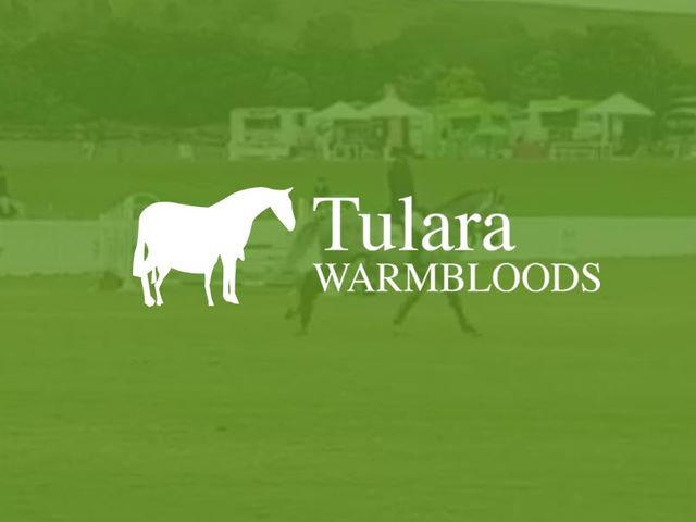 Furstenball / Contango II Filly