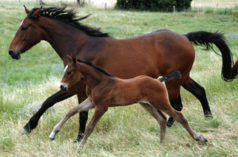Colman/Quinar Bay Colt