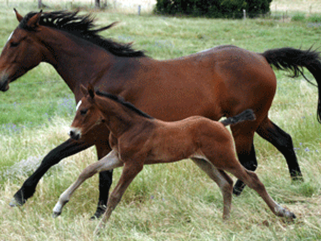 Colman/Quinar Bay Colt