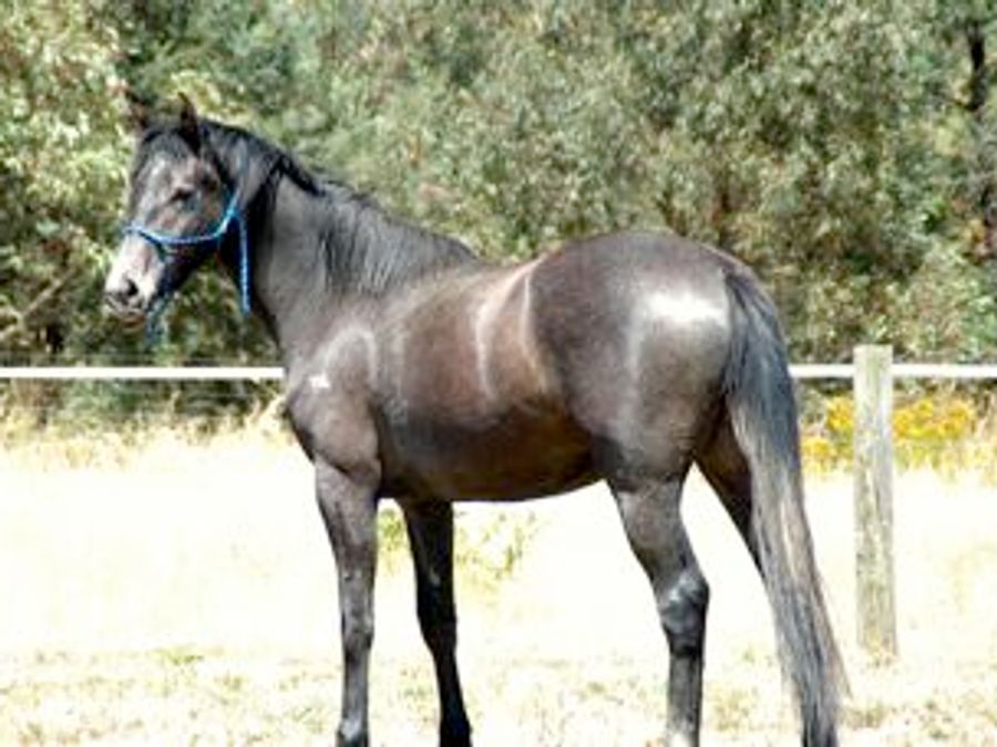Tulara Corangie — photo 2