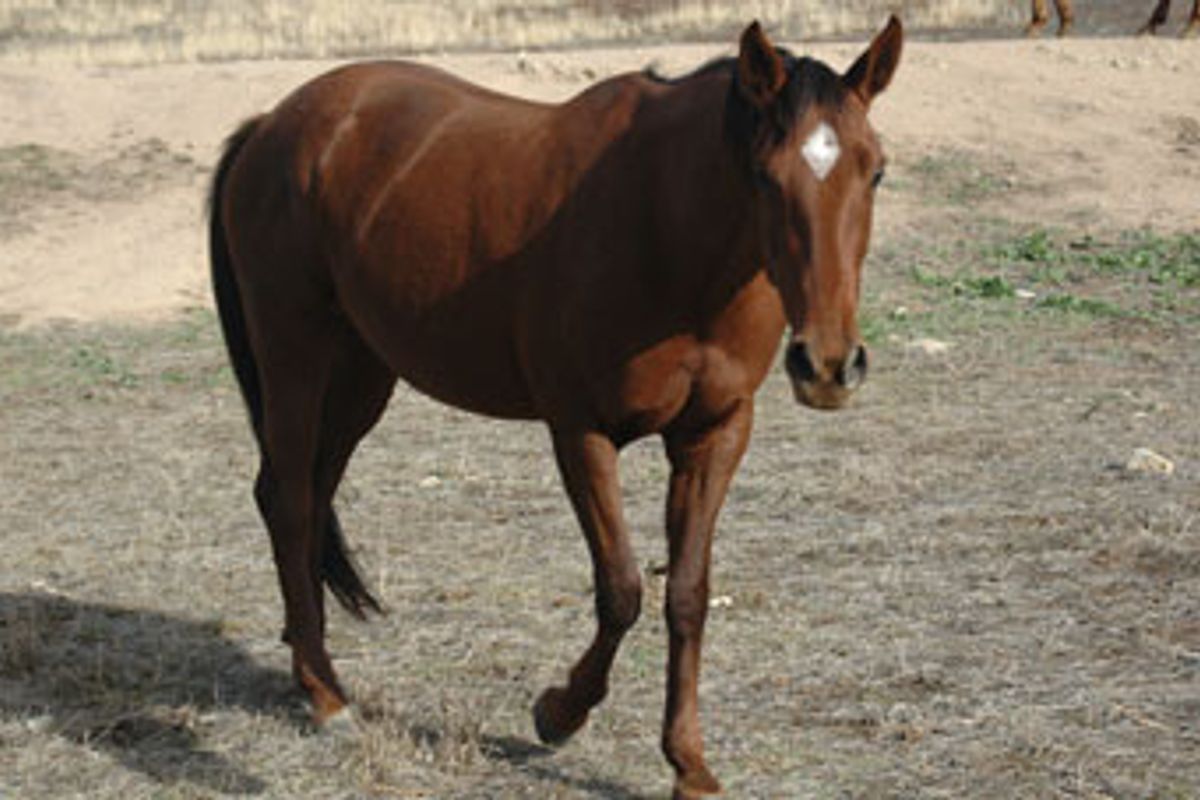 Tulara Shufretta 1