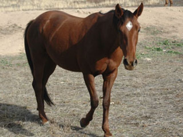 Tulara Shufretta 1