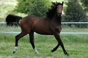 Don Shufro Filly — photo 2