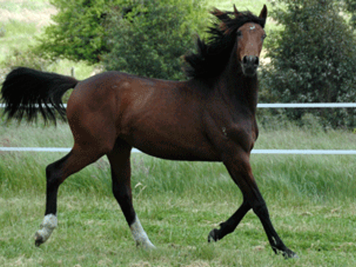 Don Shufro Filly — photo 2
