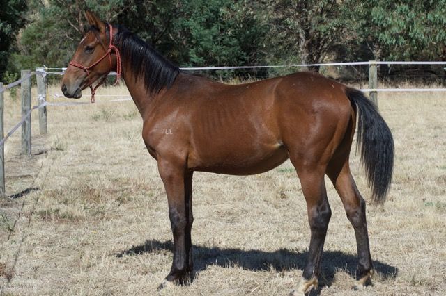 Tulara Forpaccio Colt
