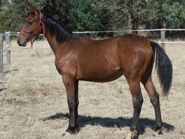 Tulara Forpaccio Colt
