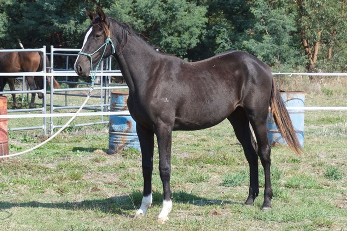 Tulara Flare Filly