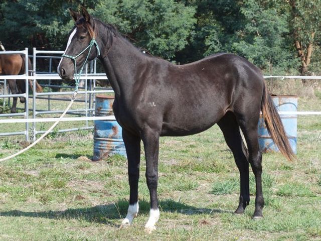 Tulara Flare Filly