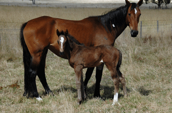 Diarado/Quinar Colt