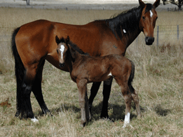 Diarado/Quinar Colt