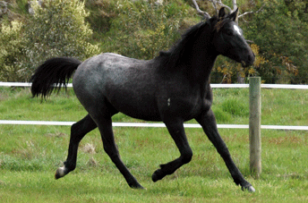 Cornet Obolensky Gelding