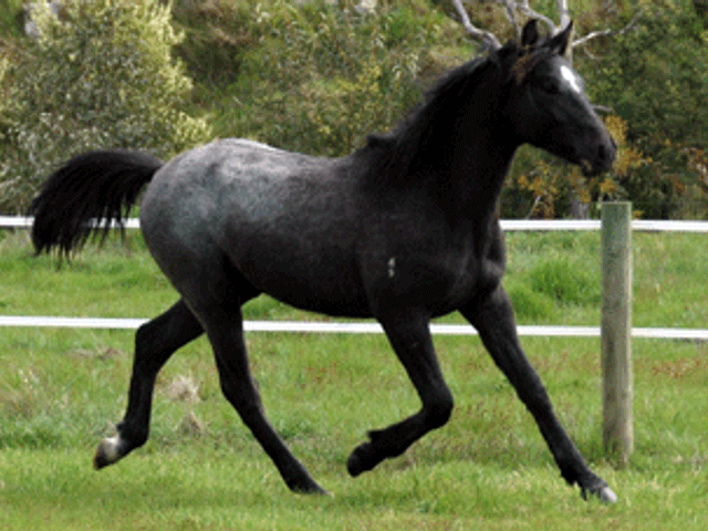 Cornet Obolensky Gelding