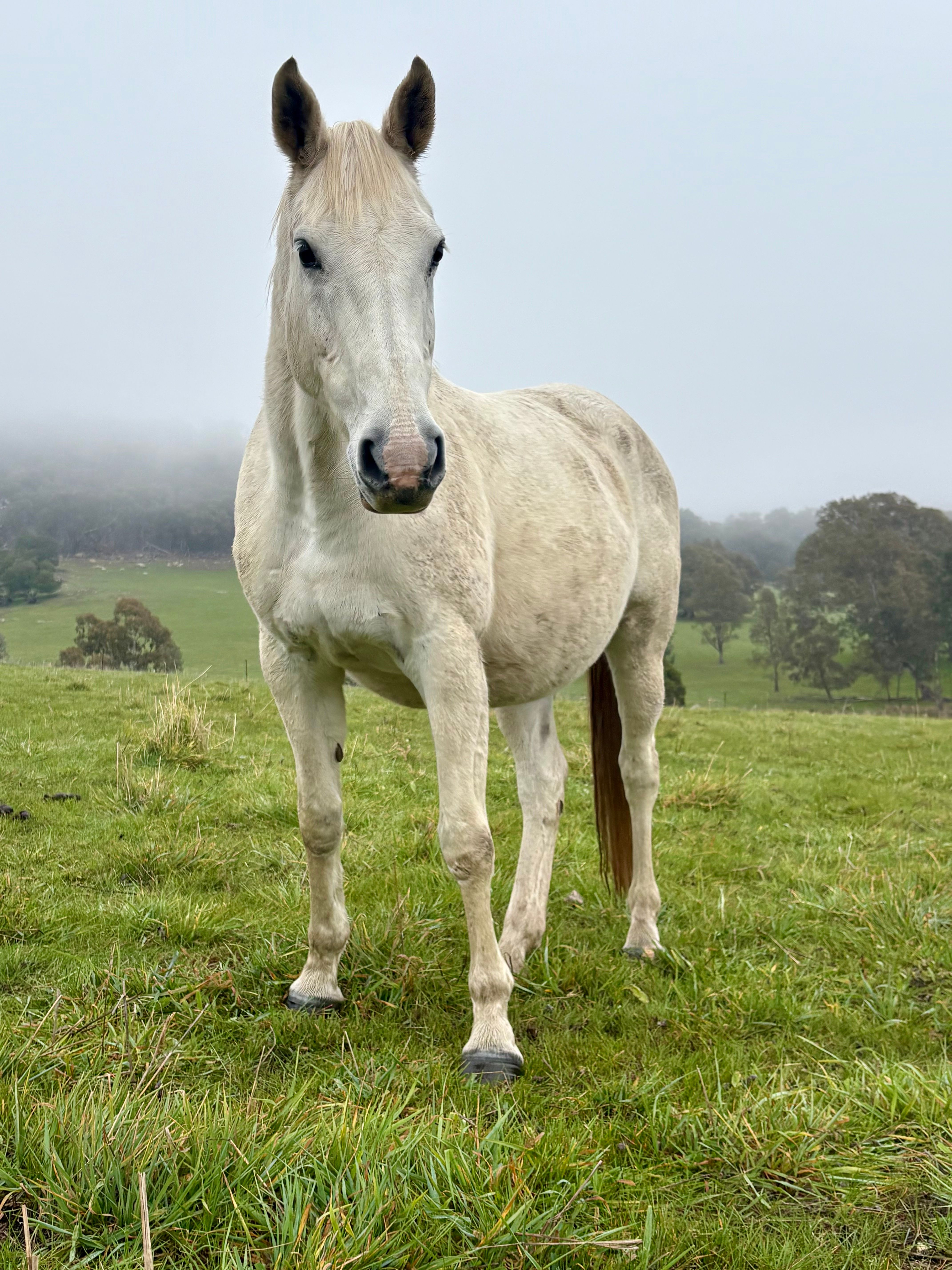 Companion in paddock2