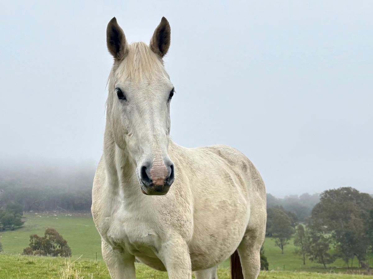 Companion in paddock2