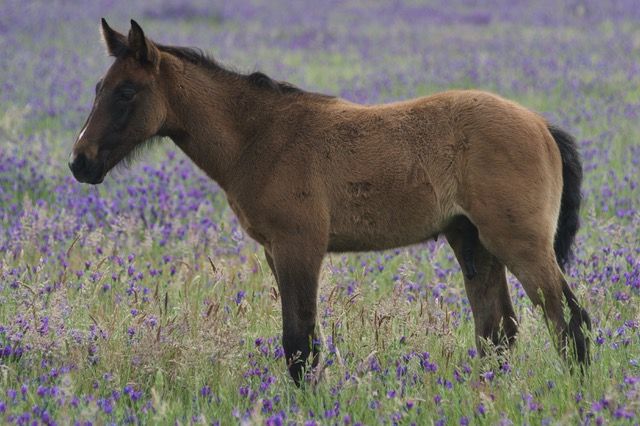 Tulara Bailian-Colt — photo 2