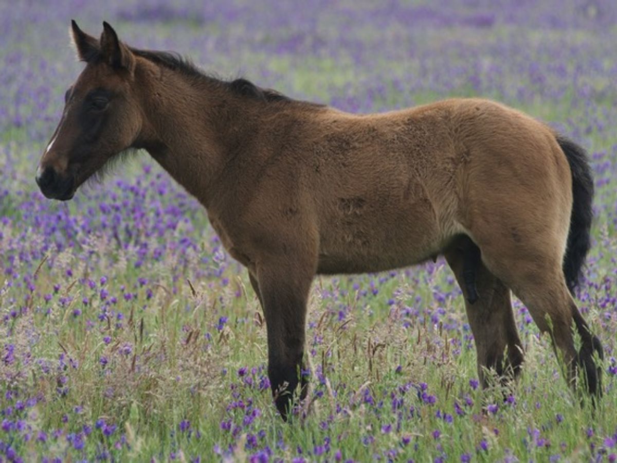 Tulara Bailian-Colt — photo 2