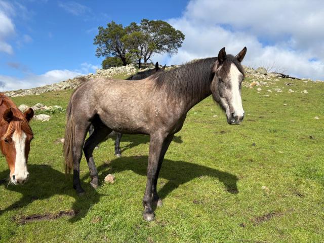 Chacaloona standing on the hill.