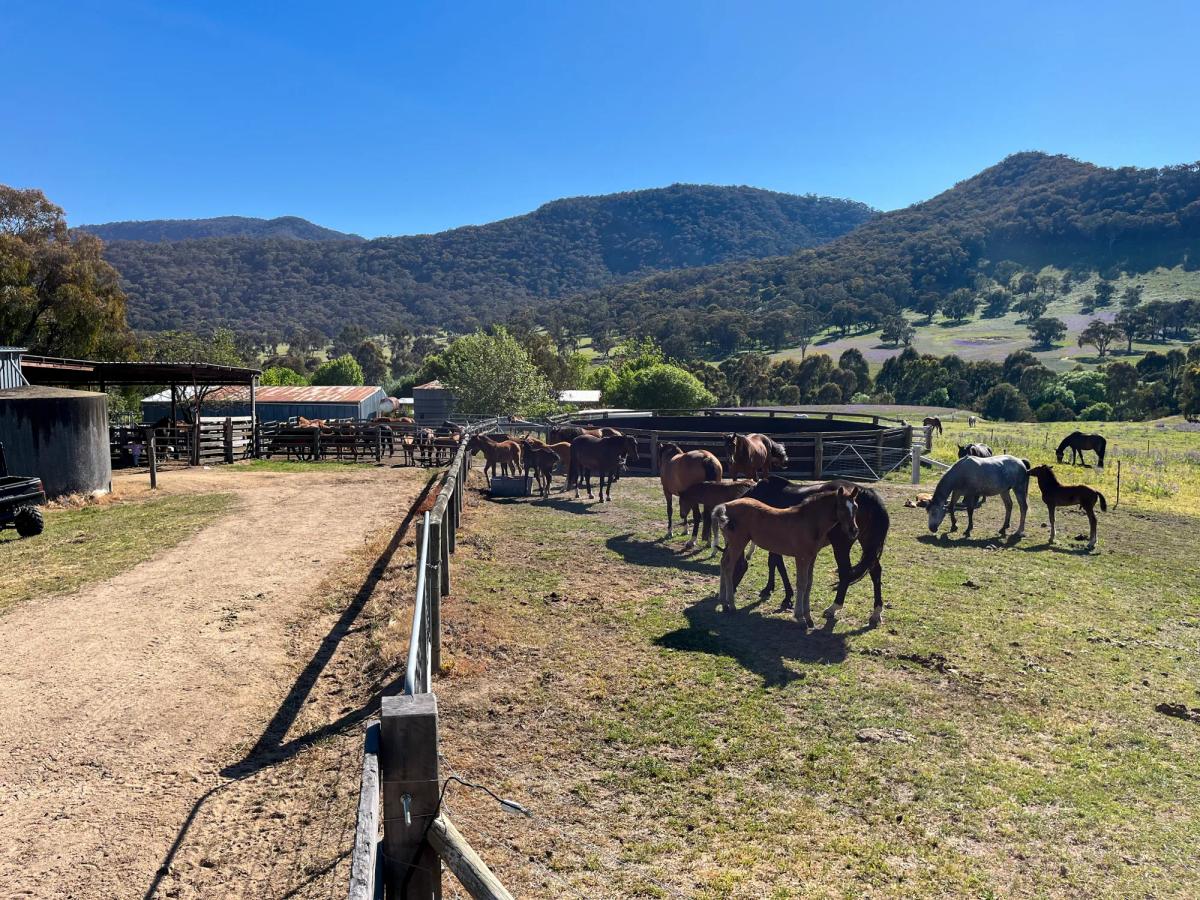 Tulara horses moving through the stockyards below the mountain valley