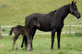 Furstenball Colt