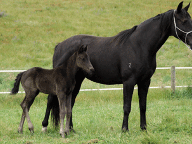 Furstenball Colt