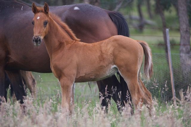 Tulara Comanche