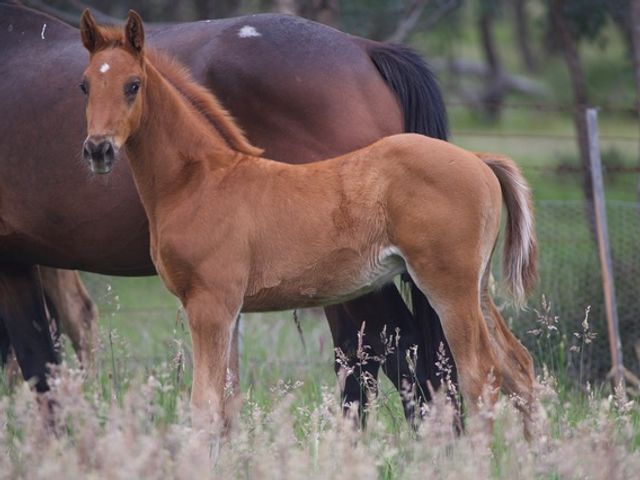Tulara Comanche