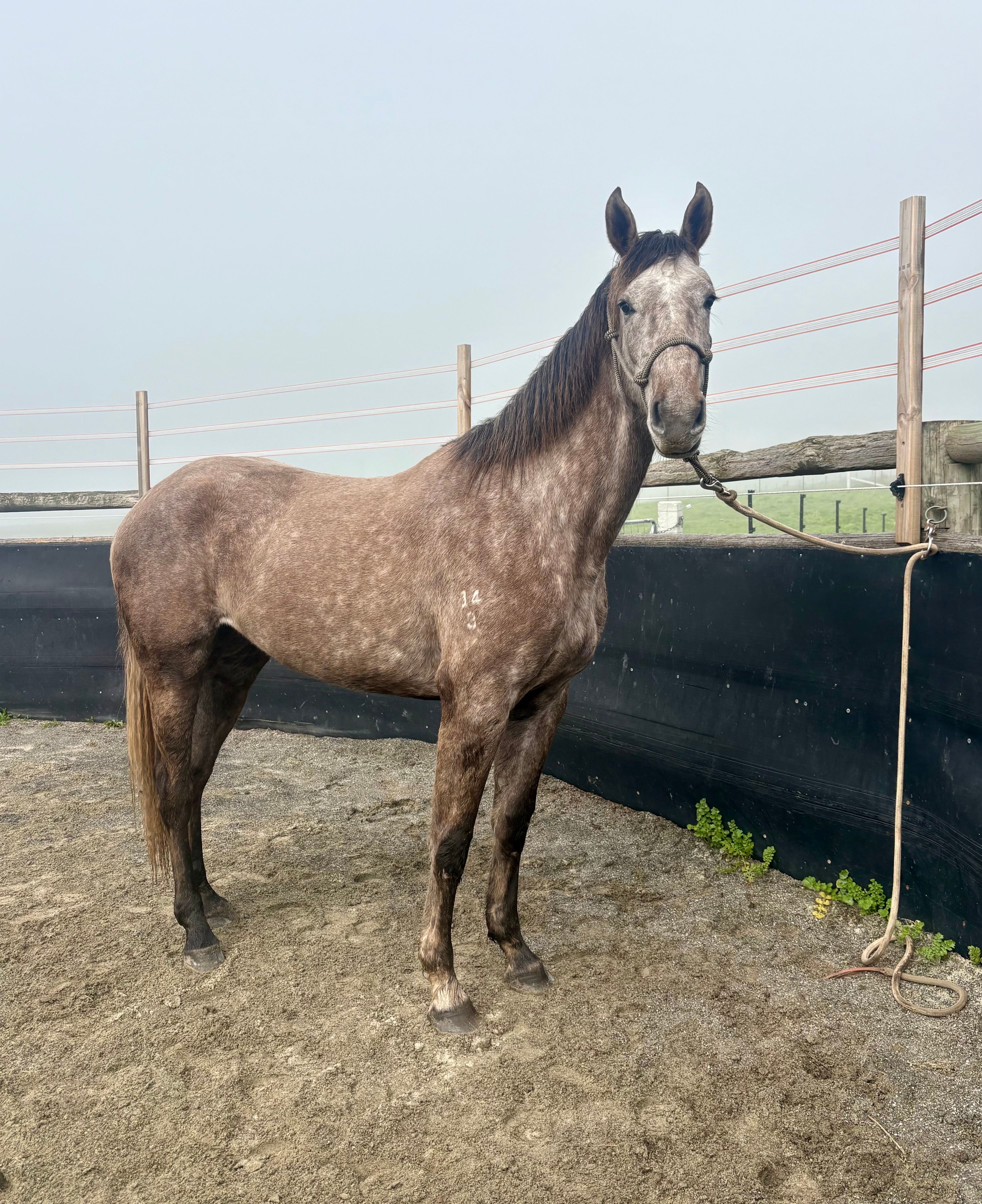 Chacetti standing in the yards.