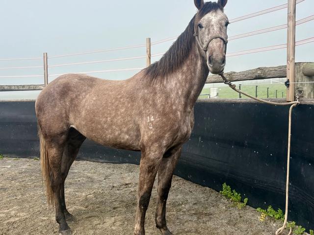 Chacetti standing in the yards.