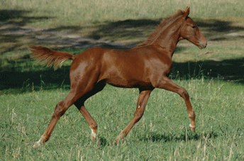Swarovski Colt — photo 2