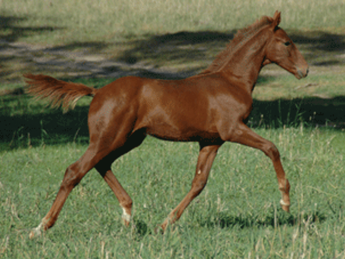 Swarovski Colt — photo 2