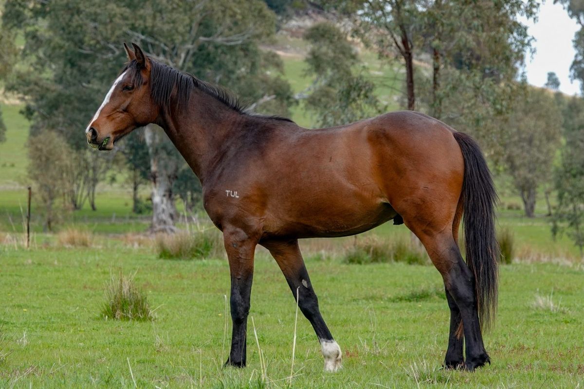 Tulara Balrado - 1