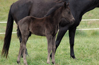 Furstenball Colt — photo 2
