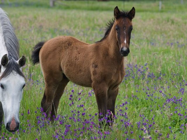 Tulara Bailian-Colt