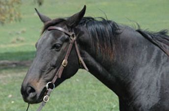 Centaur Gaia