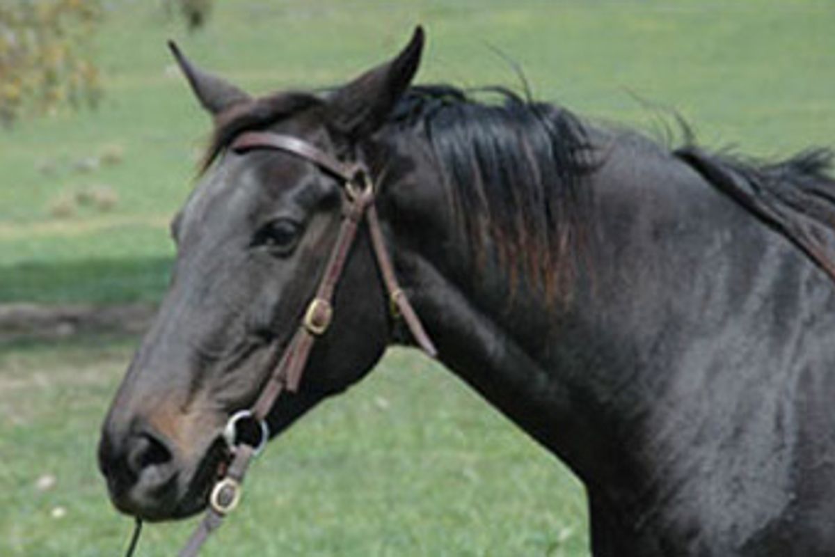 Centaur Gaia