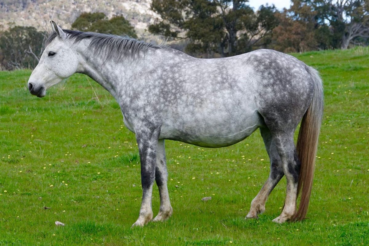 Tulara Colarpacc - 1