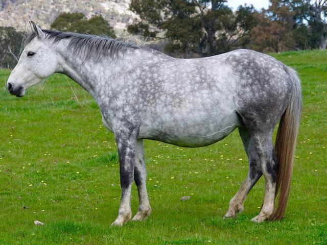 Tulara Colarpacc - 1