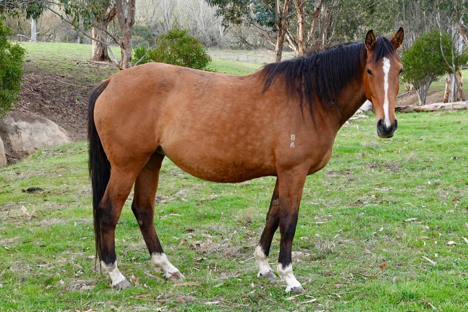 Tulara Compini - 1