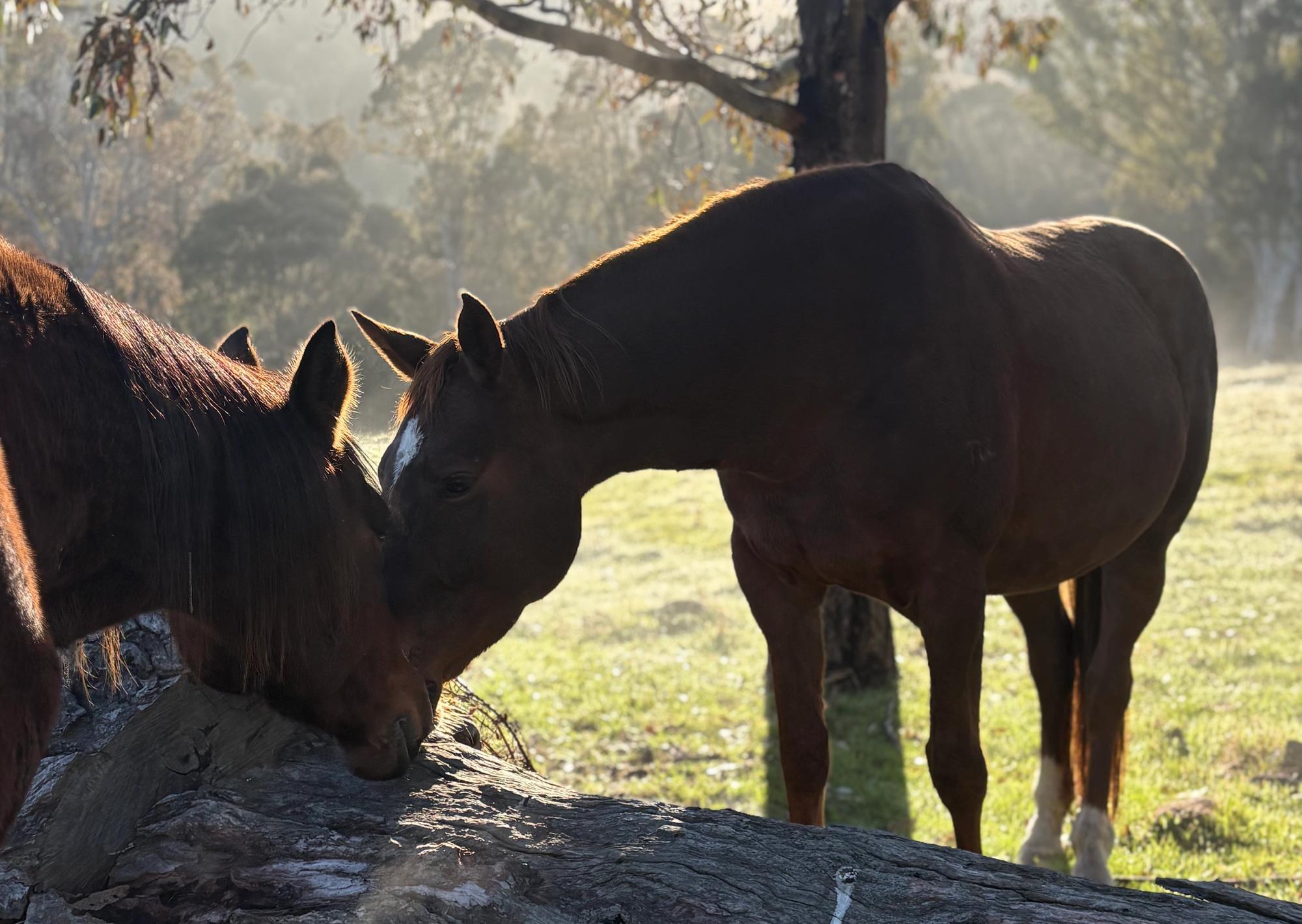 The Tulara herd gathered in the yards beneath Victoria's High Country ranges