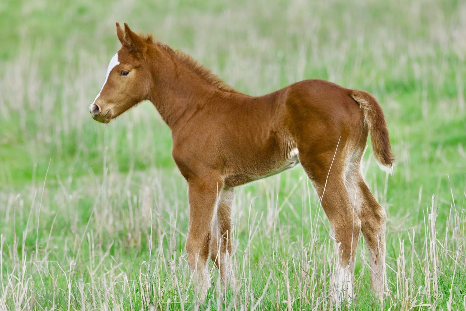 foals - 1