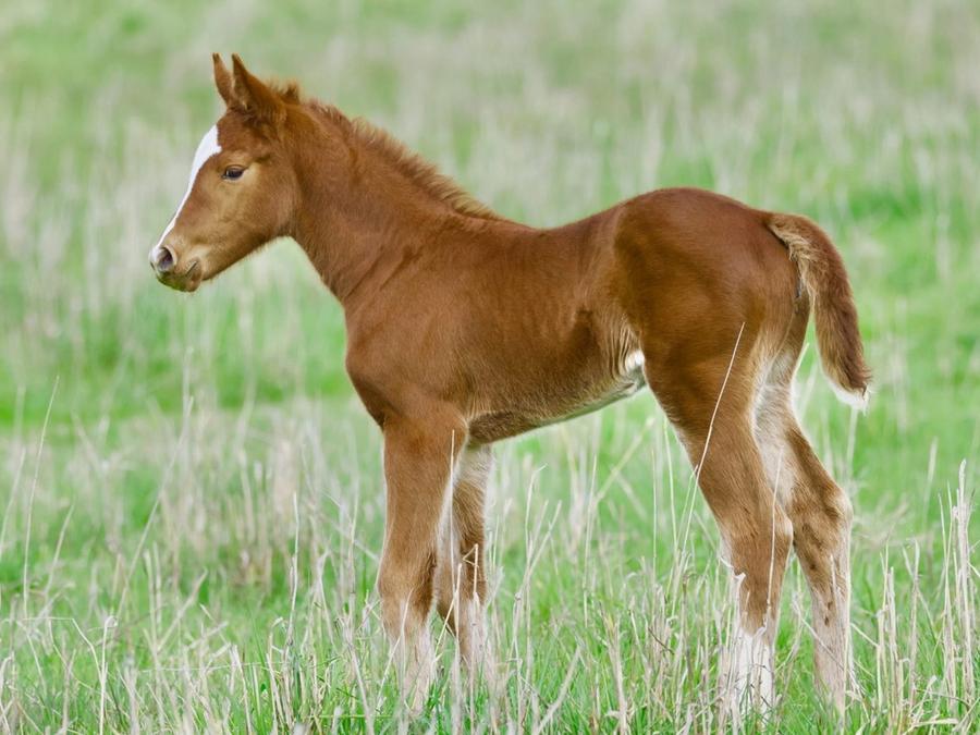 foals - 1