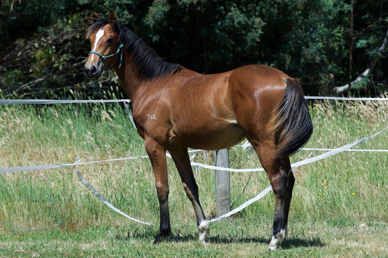 Tulara Carrico Colt — photo 2