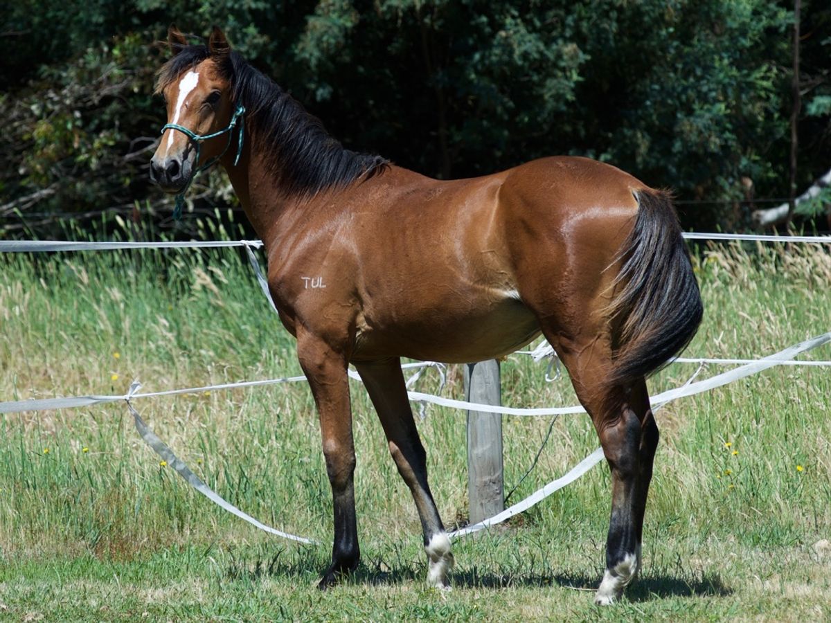 Tulara Carrico Colt — photo 2