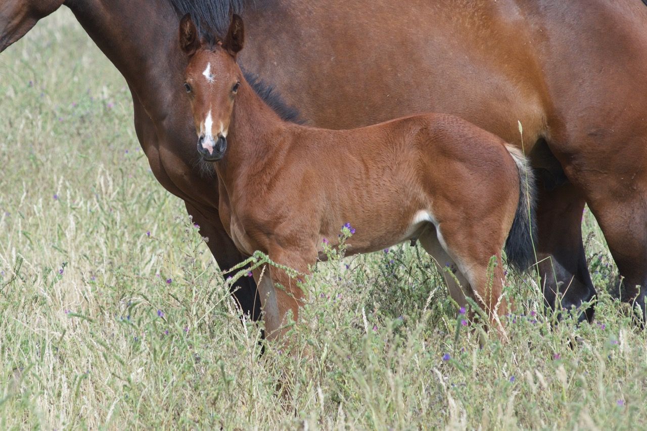 Tulara Zircoppa
