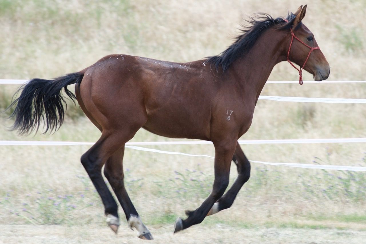 Tulara Forpaccio Colt — photo 2