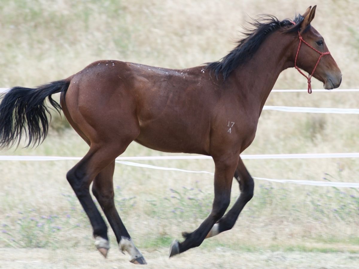 Tulara Forpaccio Colt — photo 2