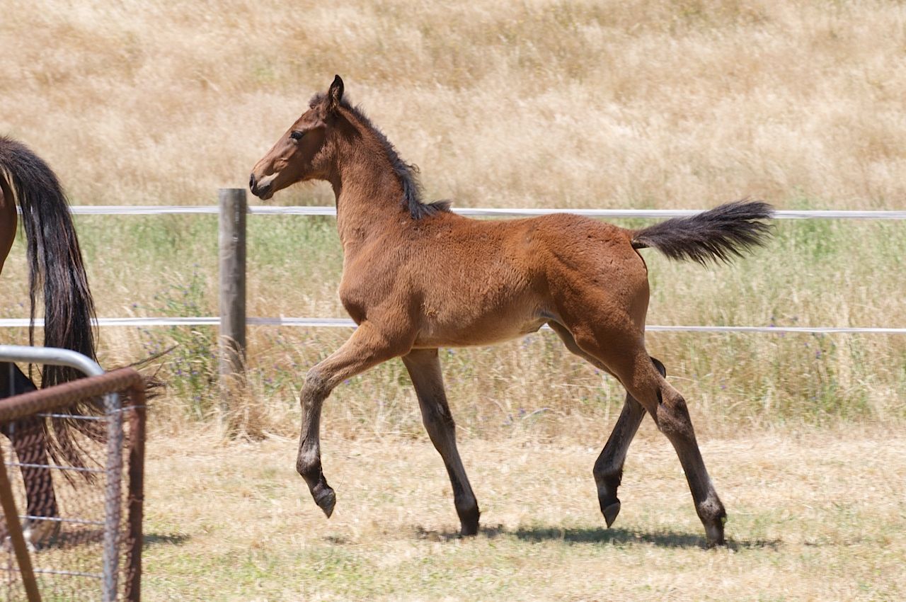 Tulara Caytie Filly