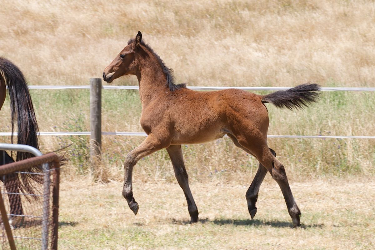 Tulara Caytie Filly