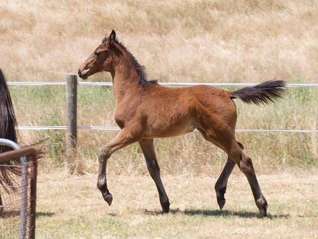 Tulara Caytie Filly