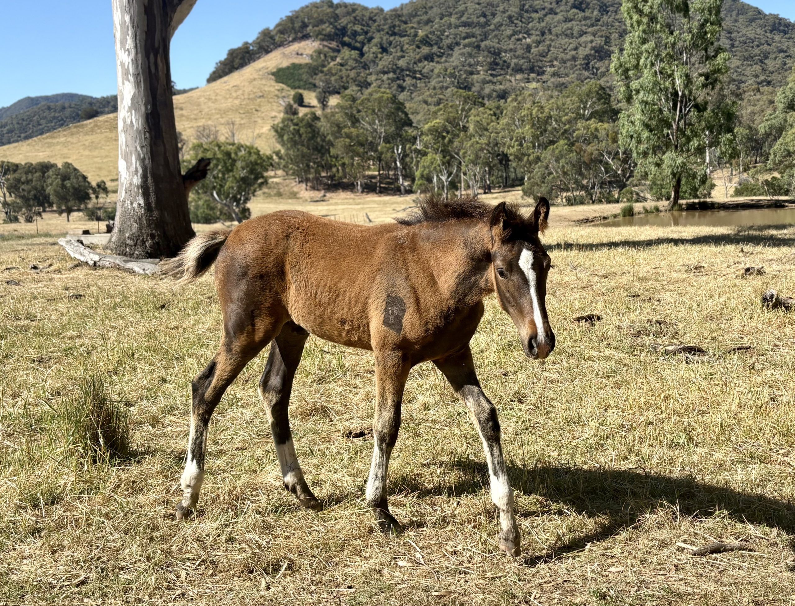 Tulara Pegasus